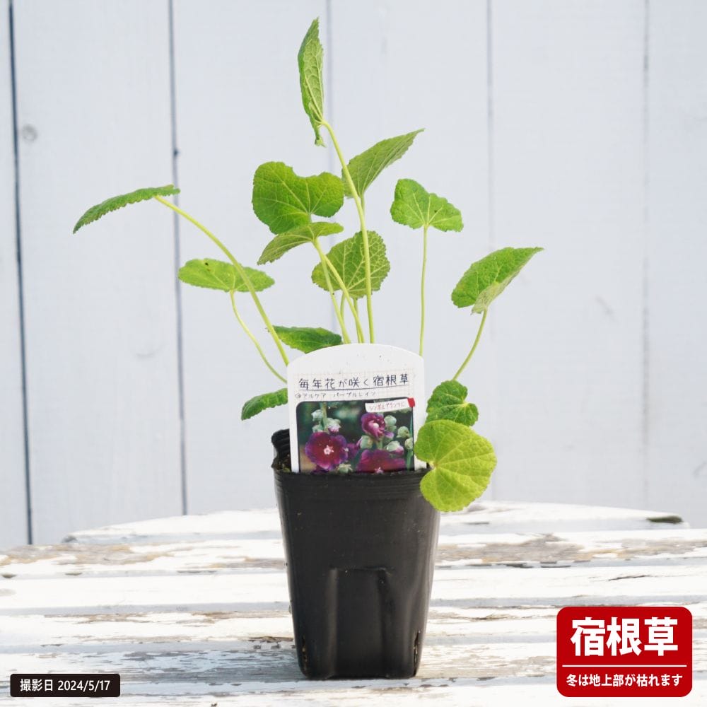 アルケア パープルレイン 