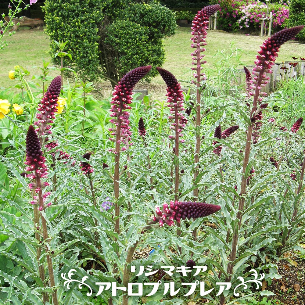 ルドベキア マヤ 