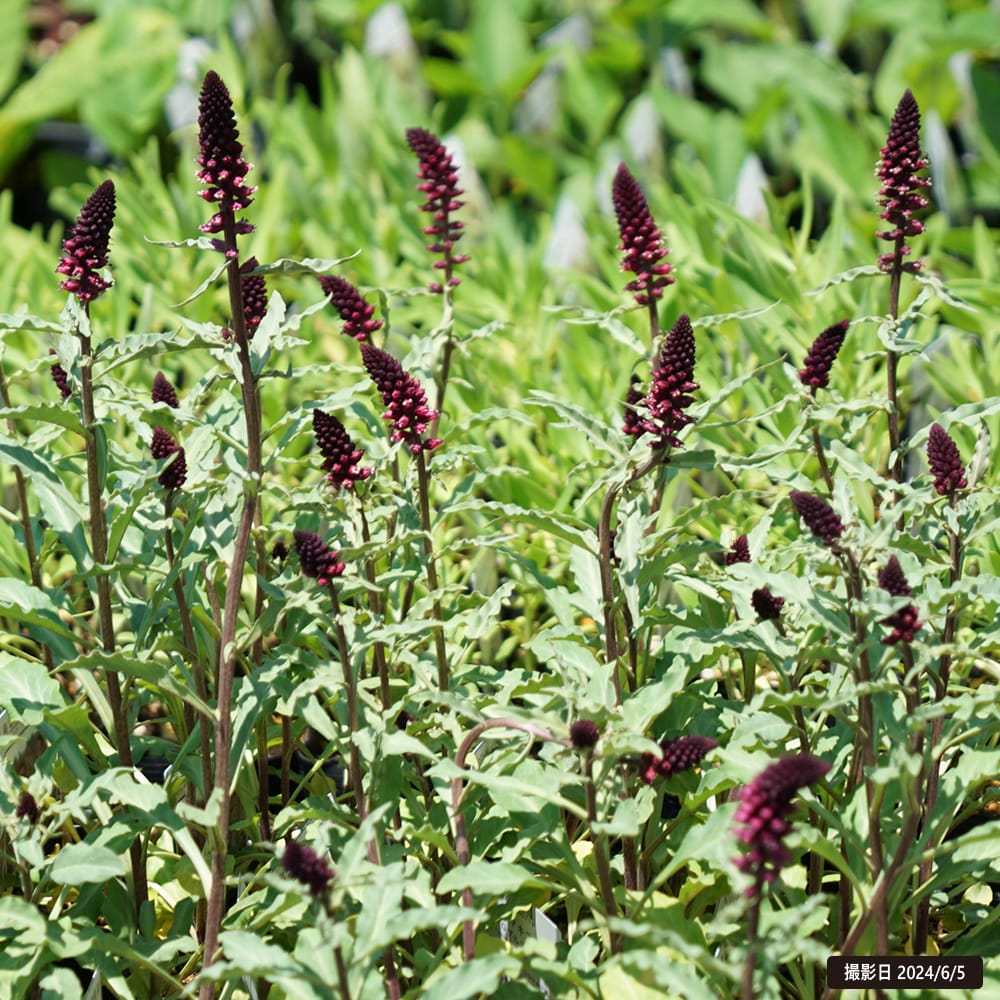 リシマキア アトロプルプレア 1