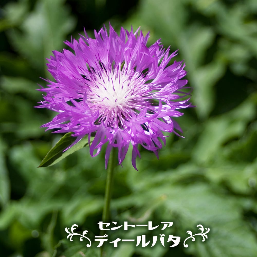 セントーレア ディールバタ 