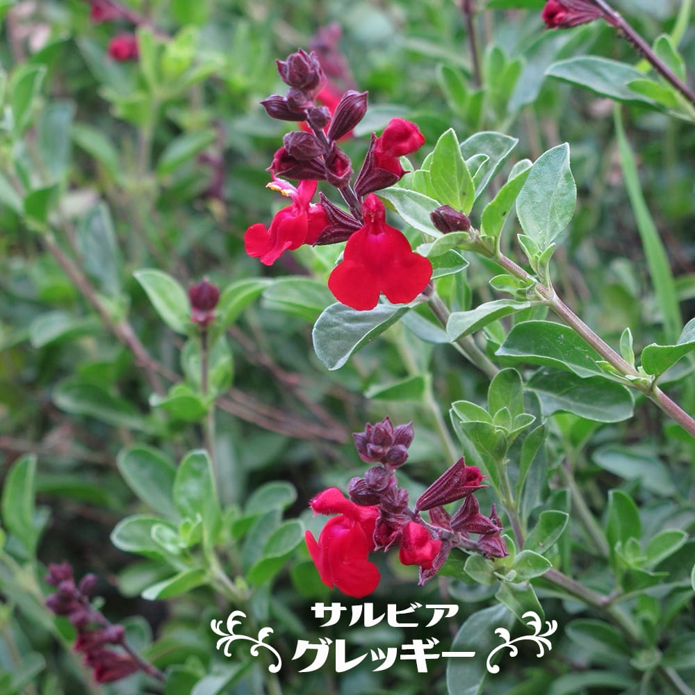 サルビア グレッギー 