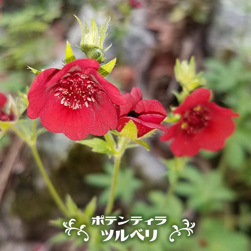 ポテンティラ ツルベリ 