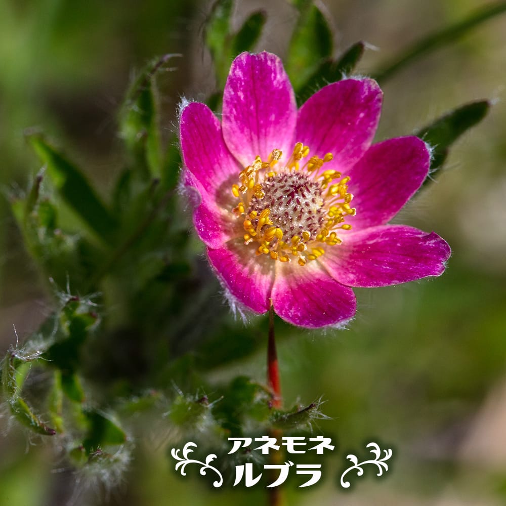 アネモネ ルブラ 