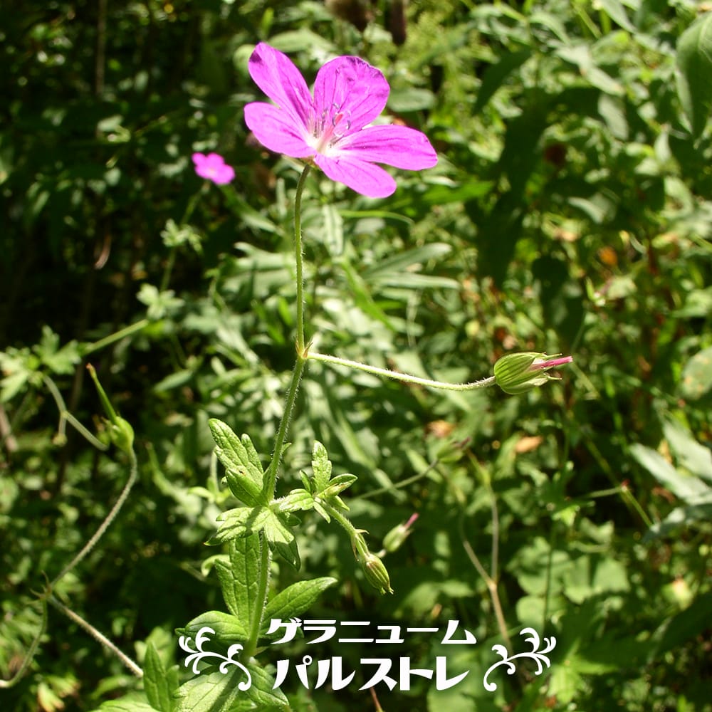 ガウラ ガウディピンク 