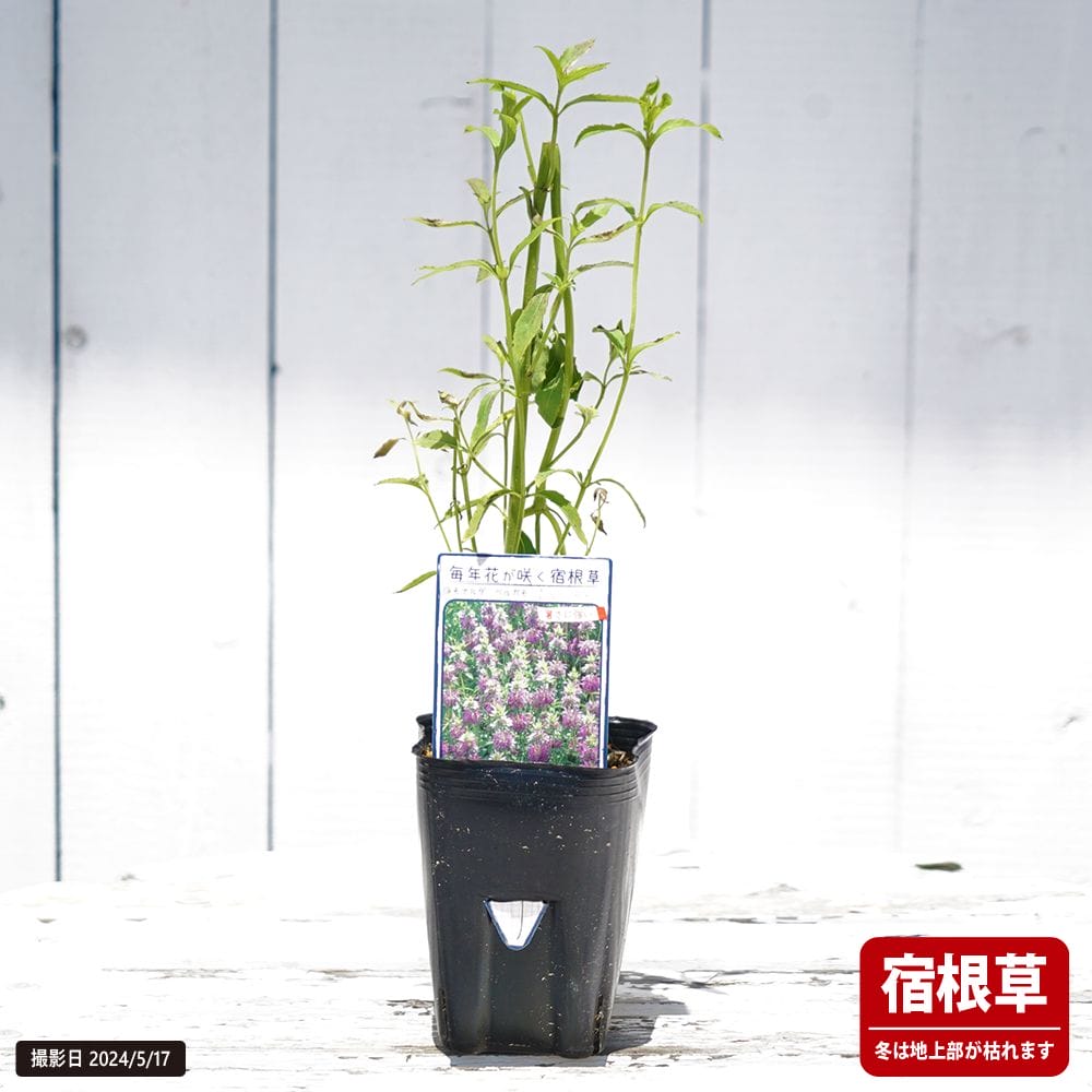 モナルダ ベルガモ 