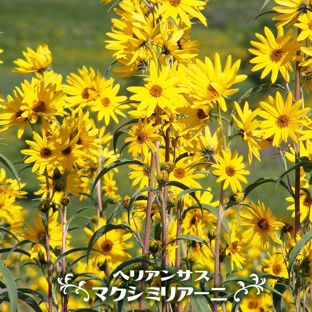 ヘリアンサス マクシミリアーニ 
