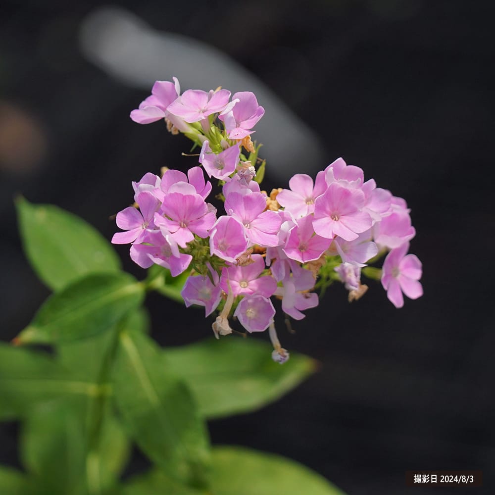 フロックス ライトピンク 苗 販売 苗木部 By 花ひろばオンライン