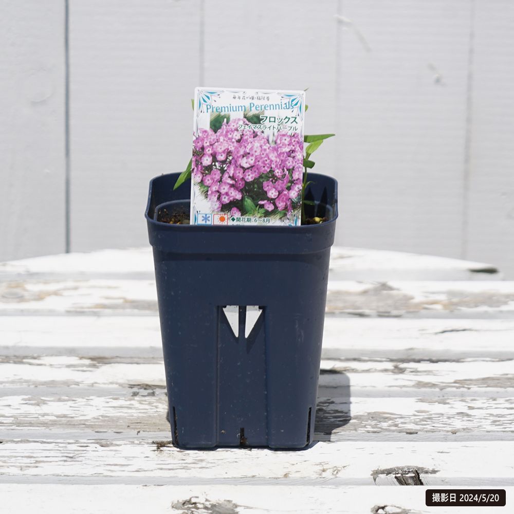 フロックス フェイマスライトパープル 苗 販売 苗木部 By 花ひろば