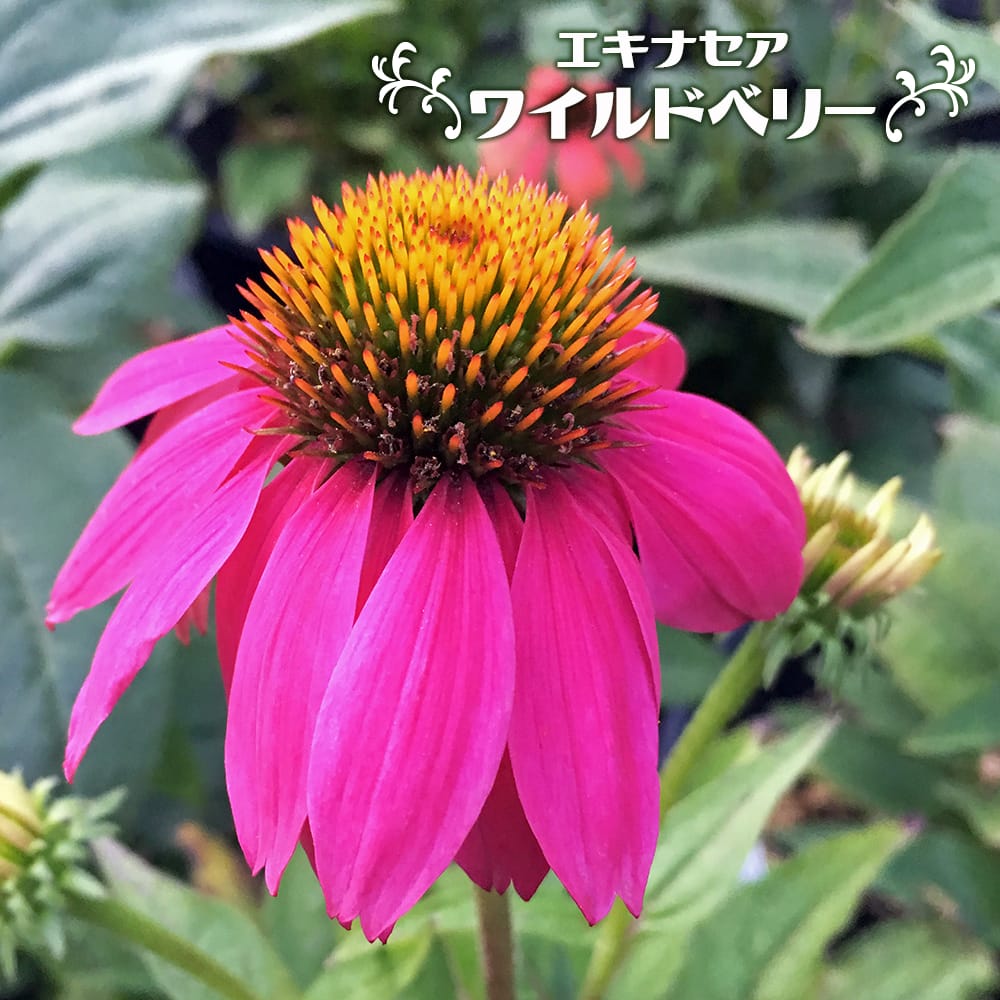 エキナセア ワイルドベリー 