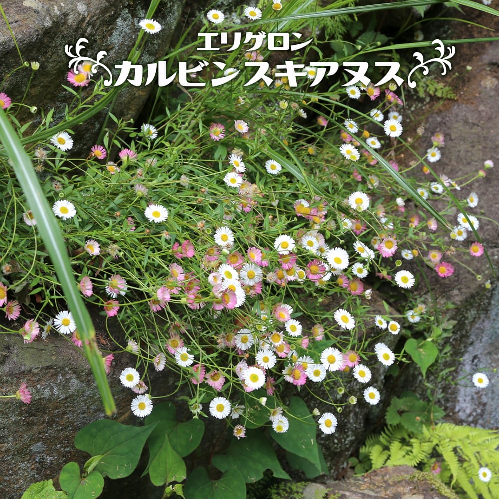 エリゲロン カルビンスキアヌス 