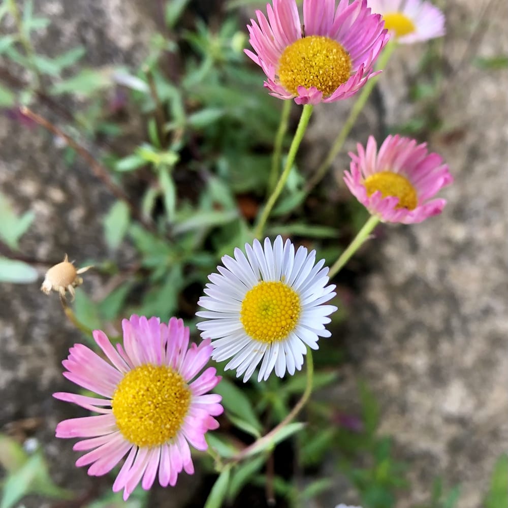 エリゲロン カルビンスキアヌス 1