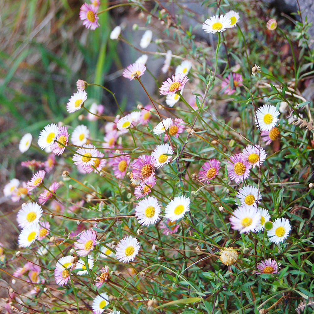 エリゲロン カルビンスキアヌス 2