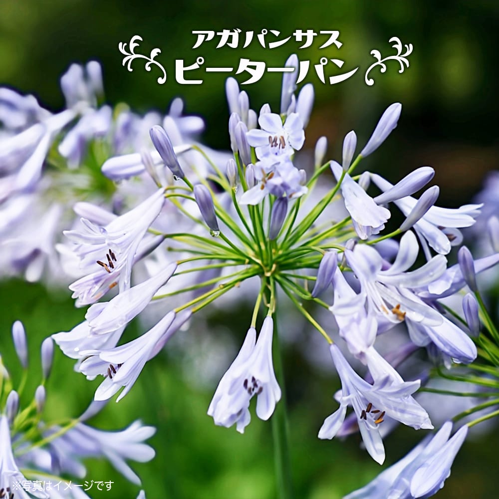アガパンサス ピーターパン 
