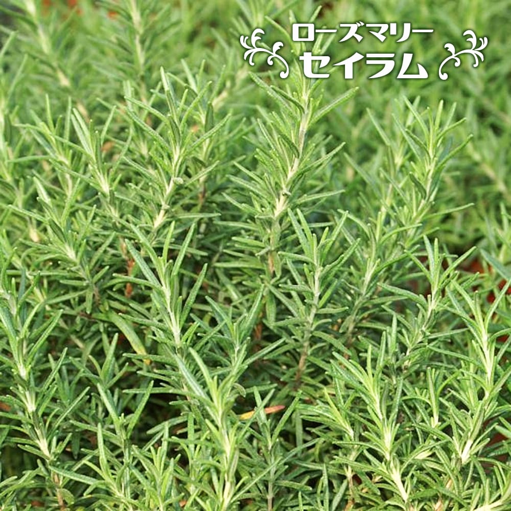ローズマリー セイラム 