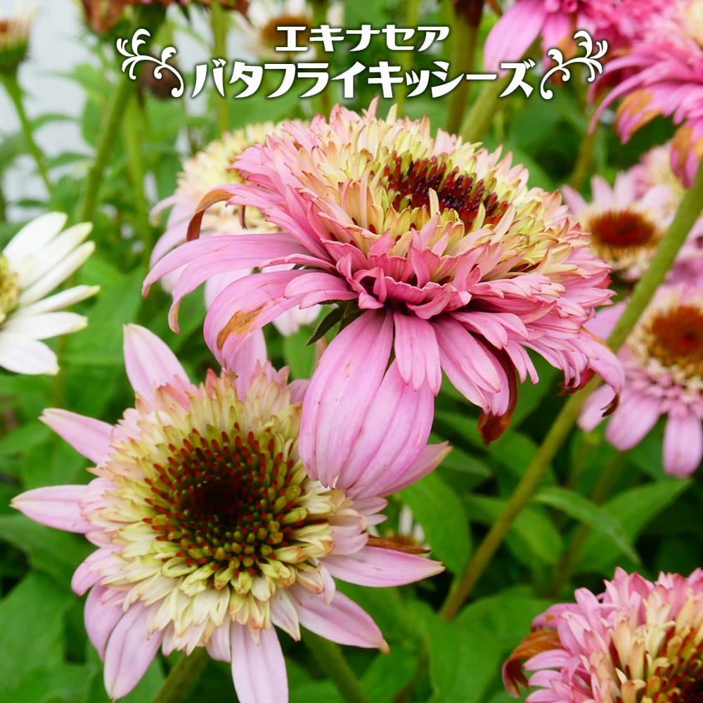 エキナセア バタフライキッシーズ 