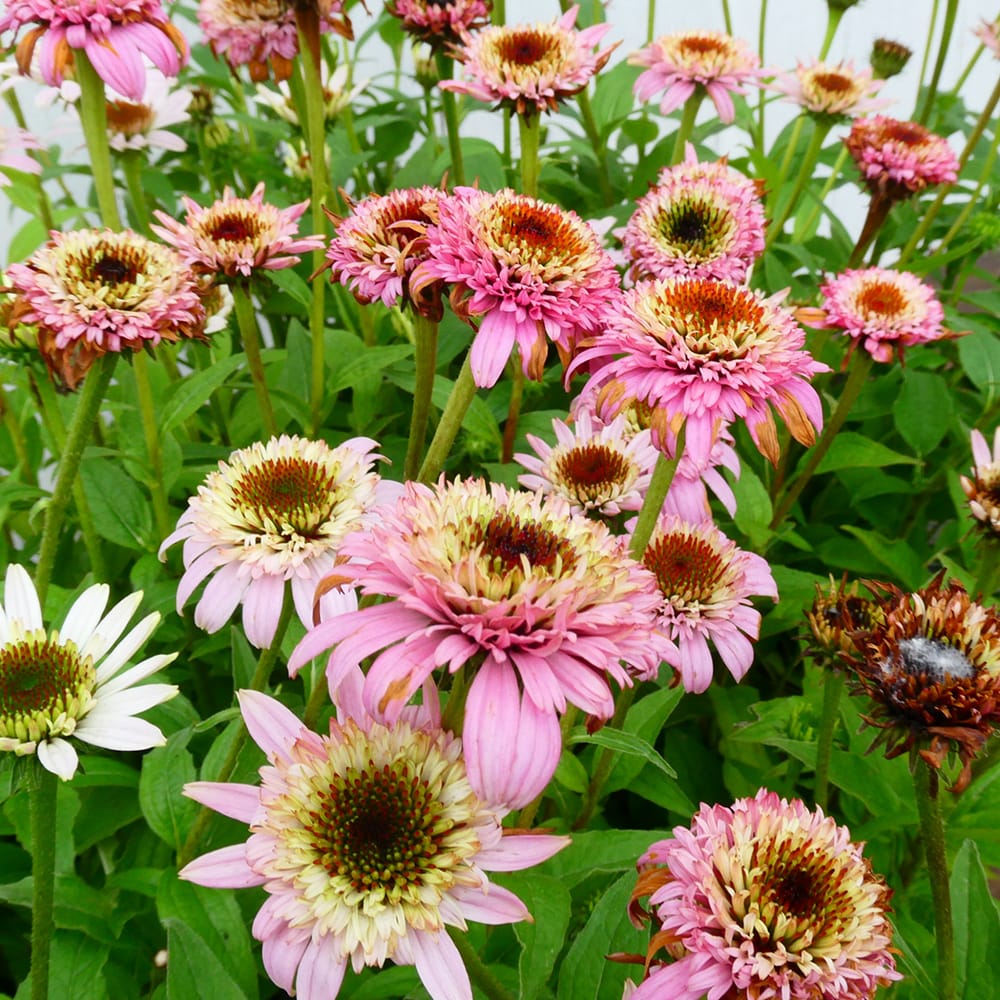 エキナセア バタフライキッシーズ 1