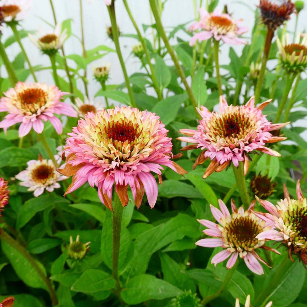 エキナセア バタフライキッシーズ 2