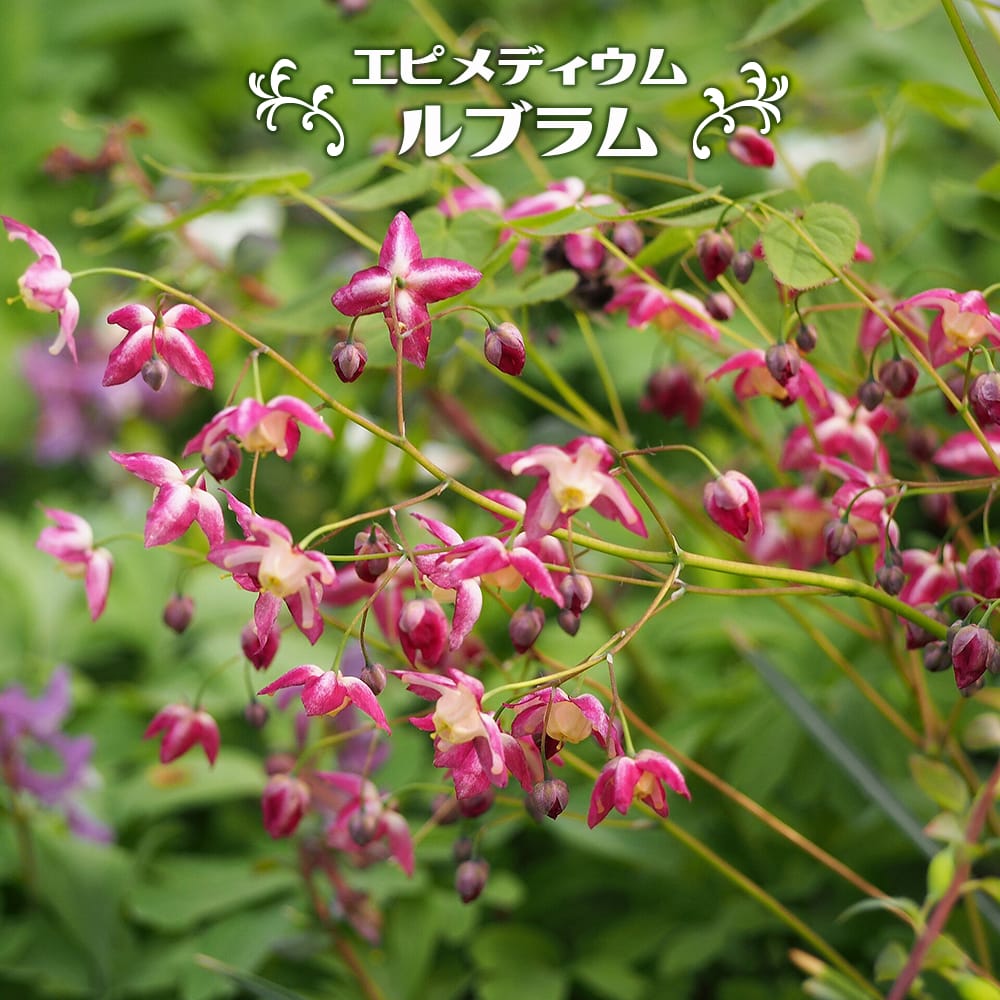 エピメディウム ルブラム 