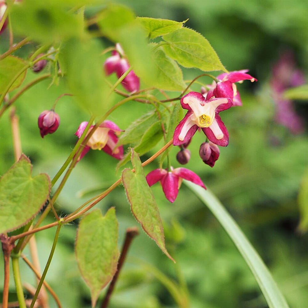 エピメディウム ルブラム 1