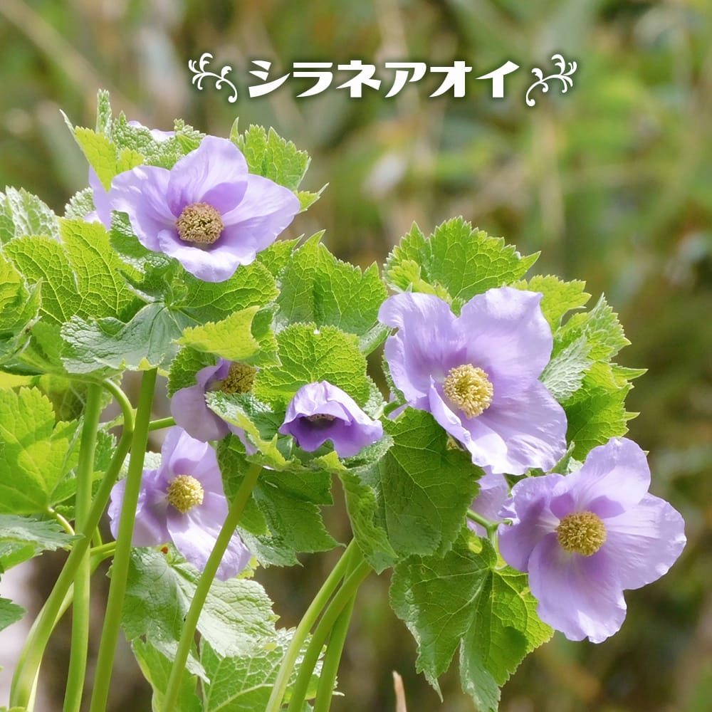 シラネアオイ シラネアオイ 