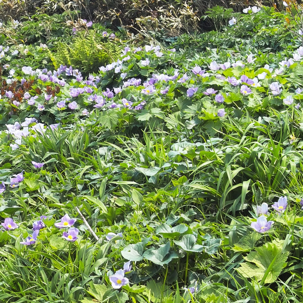 シラネアオイ シラネアオイ 1