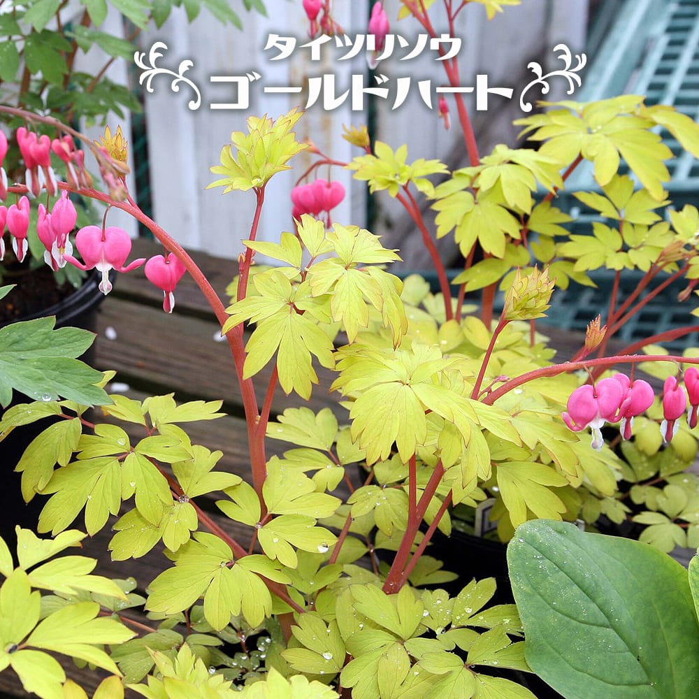 ディセントラ ゴールドハート 