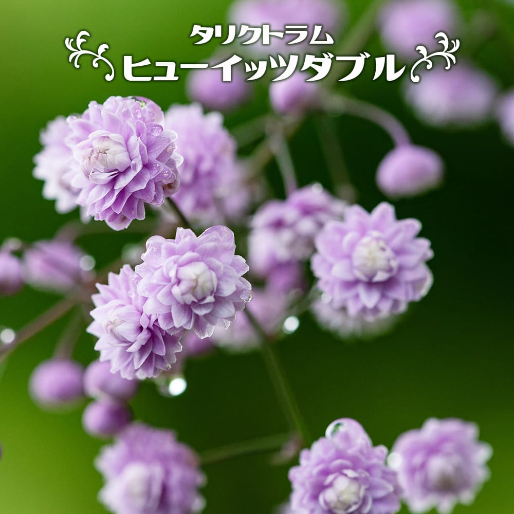 タリクトラム ヒューイッツダブル 