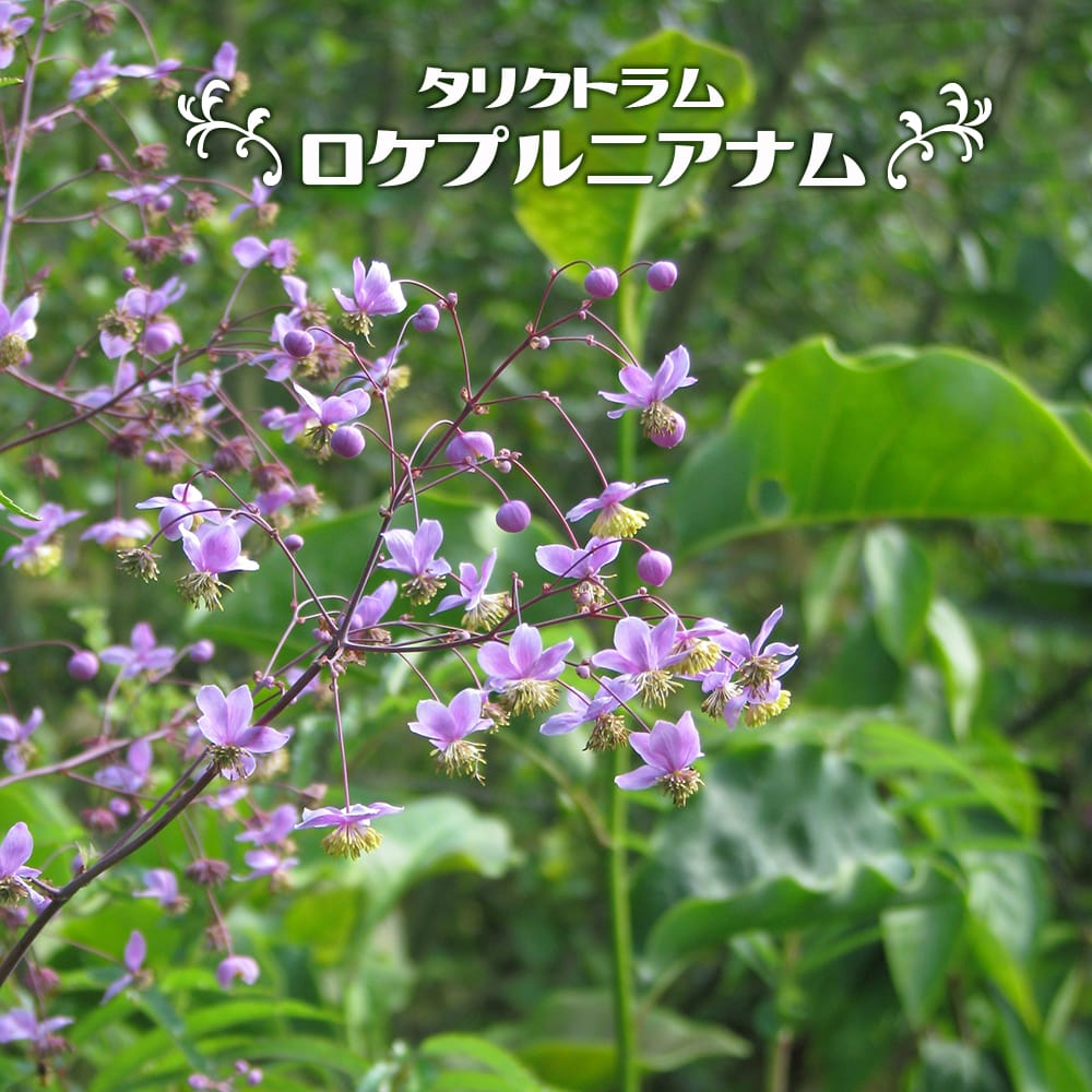 タリクトラム ロケブルニアナム 