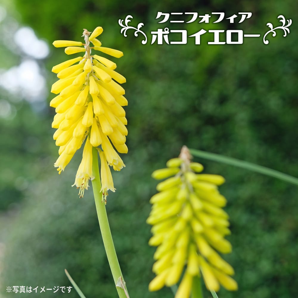 クニフォフィア ポコシリーズ ポコイエロー 苗 販売 苗木部 By 花