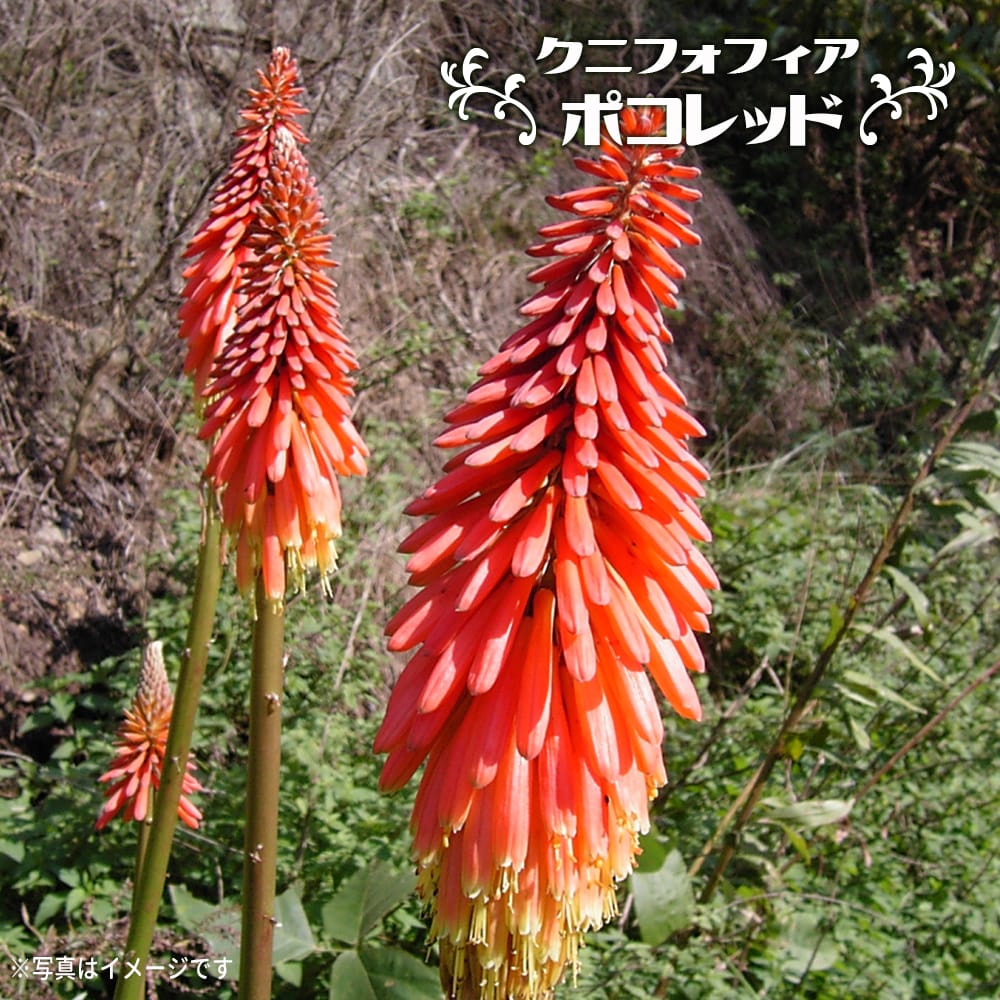 クニフォフィア ポコレッド 