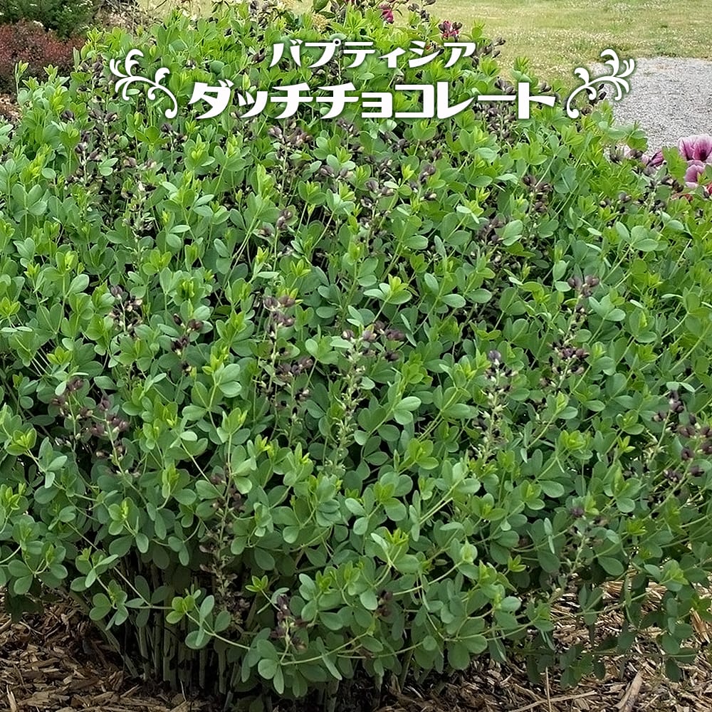 バプティシア　（ムラサキセンダイハギ） ダッチチョコレート 