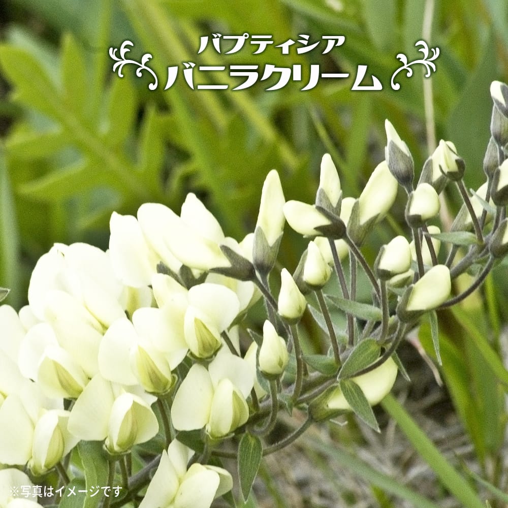 バプティシア　（ムラサキセンダイハギ） バニラクリーム 