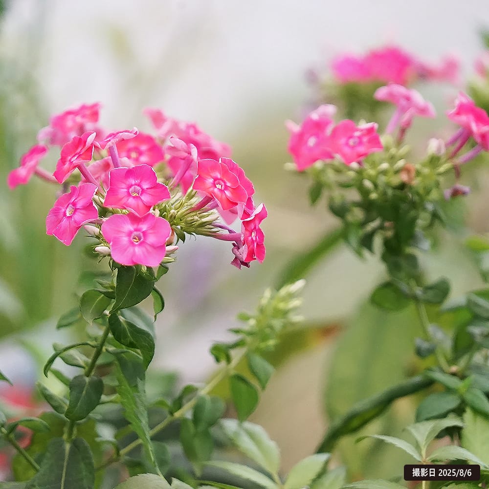 フロックス フェイマスコーラル 1