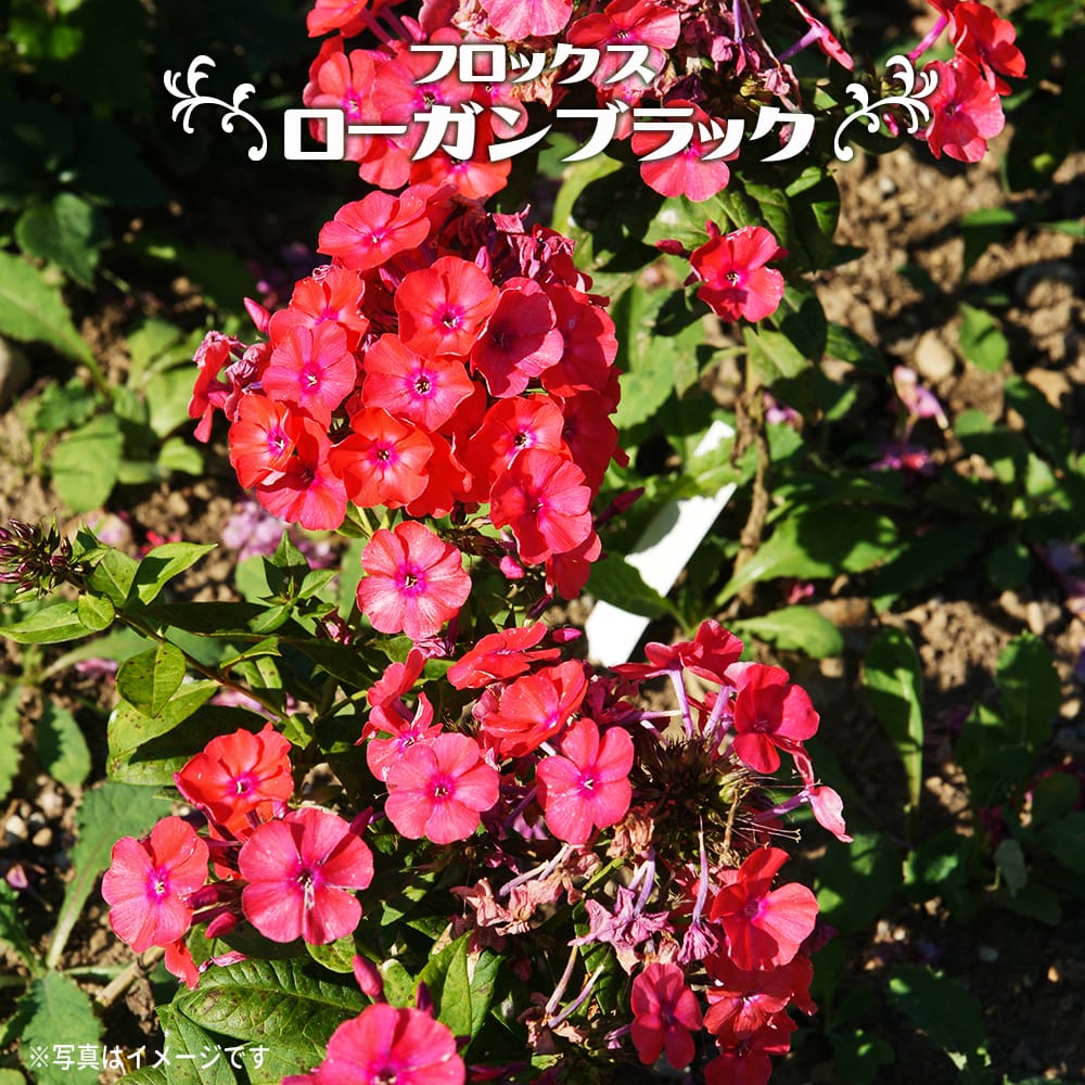 エキナセア ワイルドベリー 