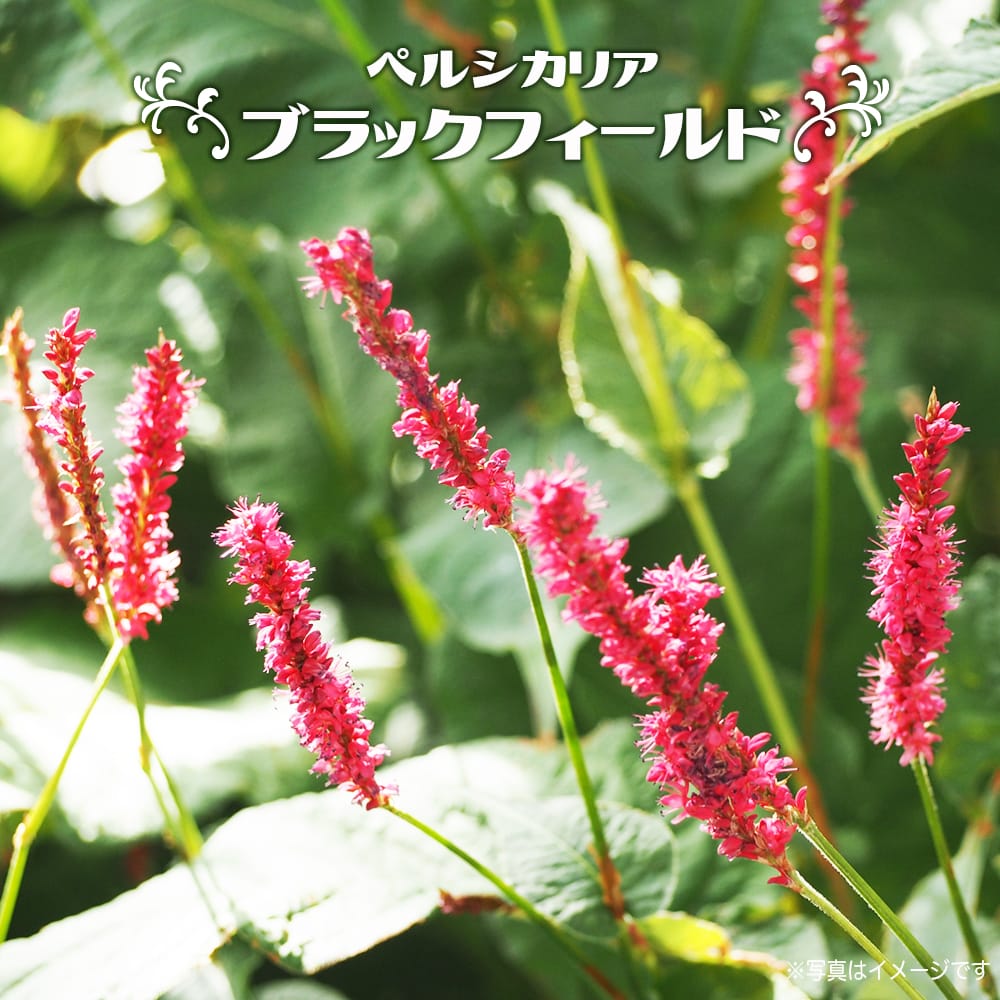 ペルシカリア ブラックフィールド 
