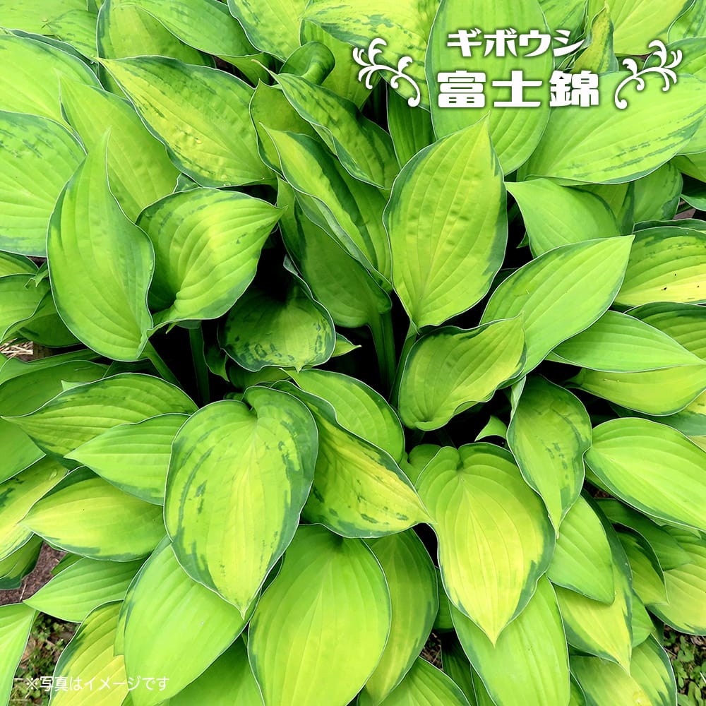ホスタ ギボウシ 富士錦 苗 販売 苗木部 By 花ひろばオンライン
