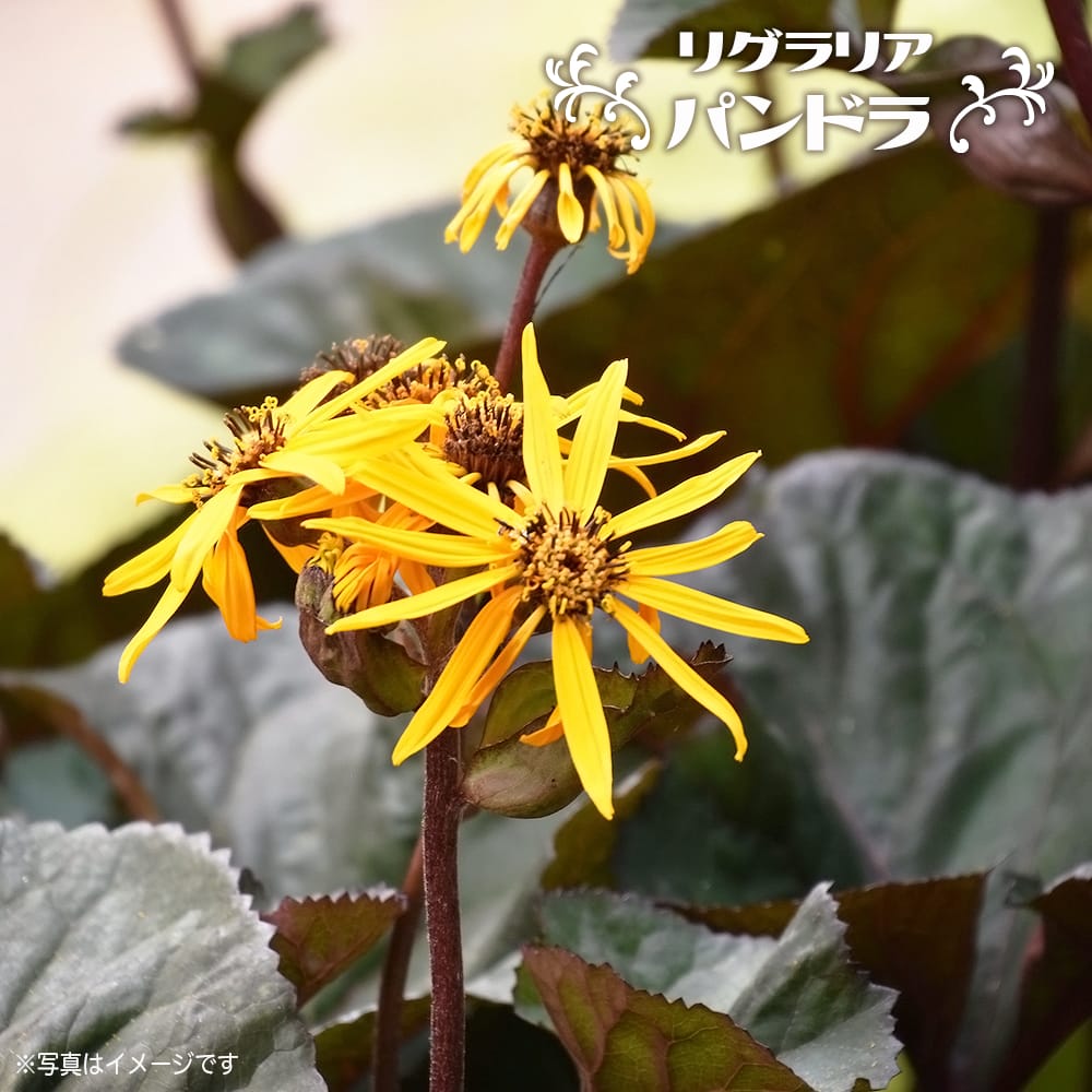 リグラリア パンドラ 