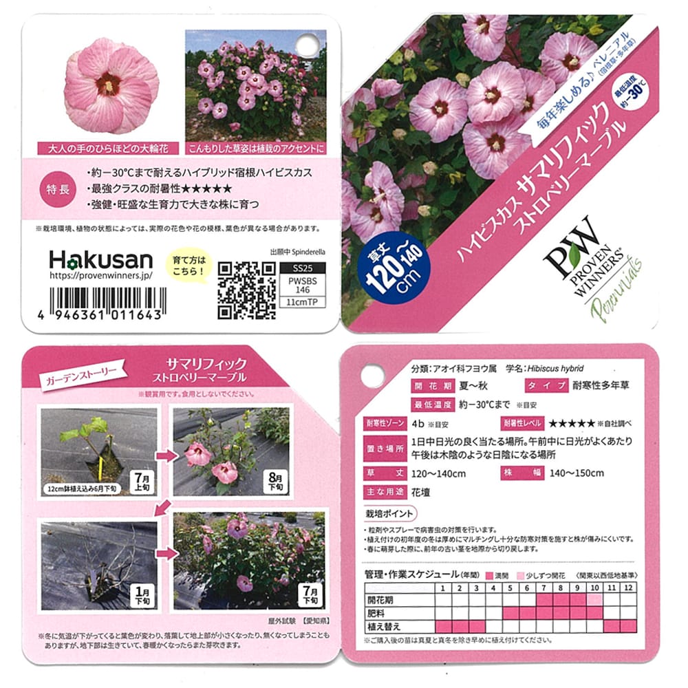 ハイビスカス ストロベリーマーブル 1