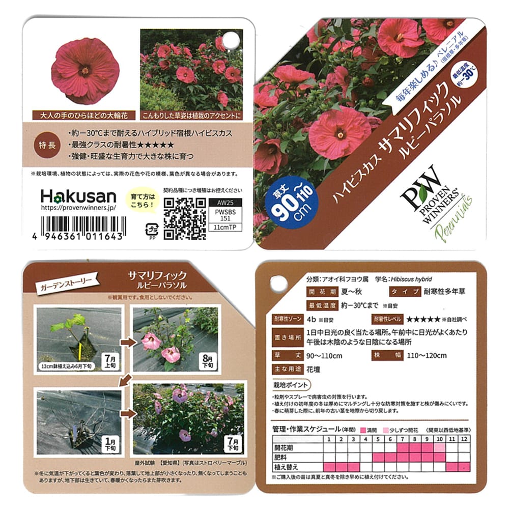 ハイビスカス ルビーパラソル 1