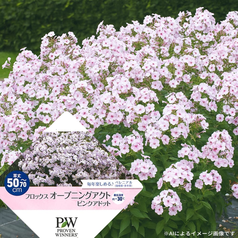 フロックス ピンクアドット 