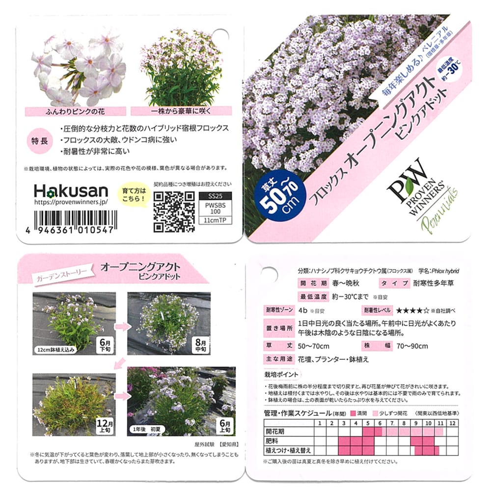 フロックス ピンクアドット 1