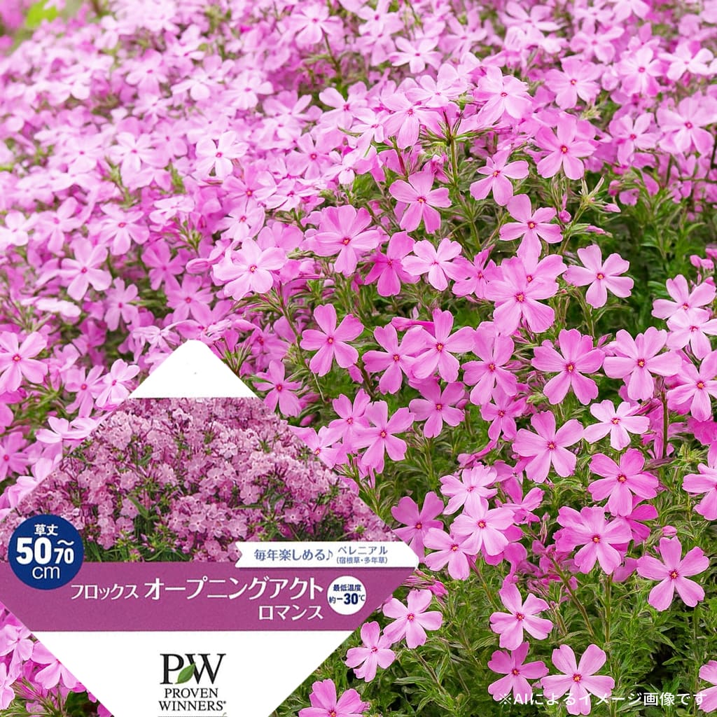 フロックス ロマンス 