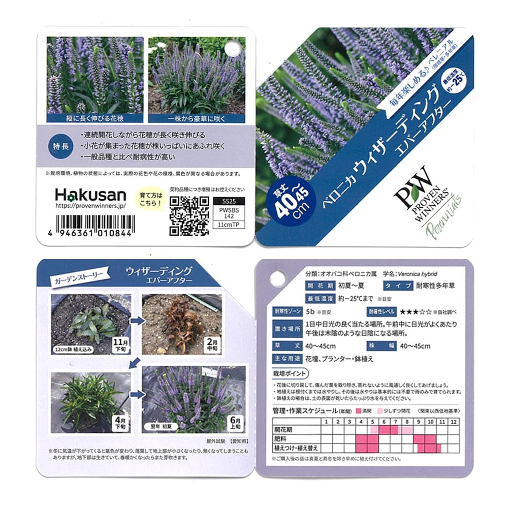 ベロニカ エバーアフター 1