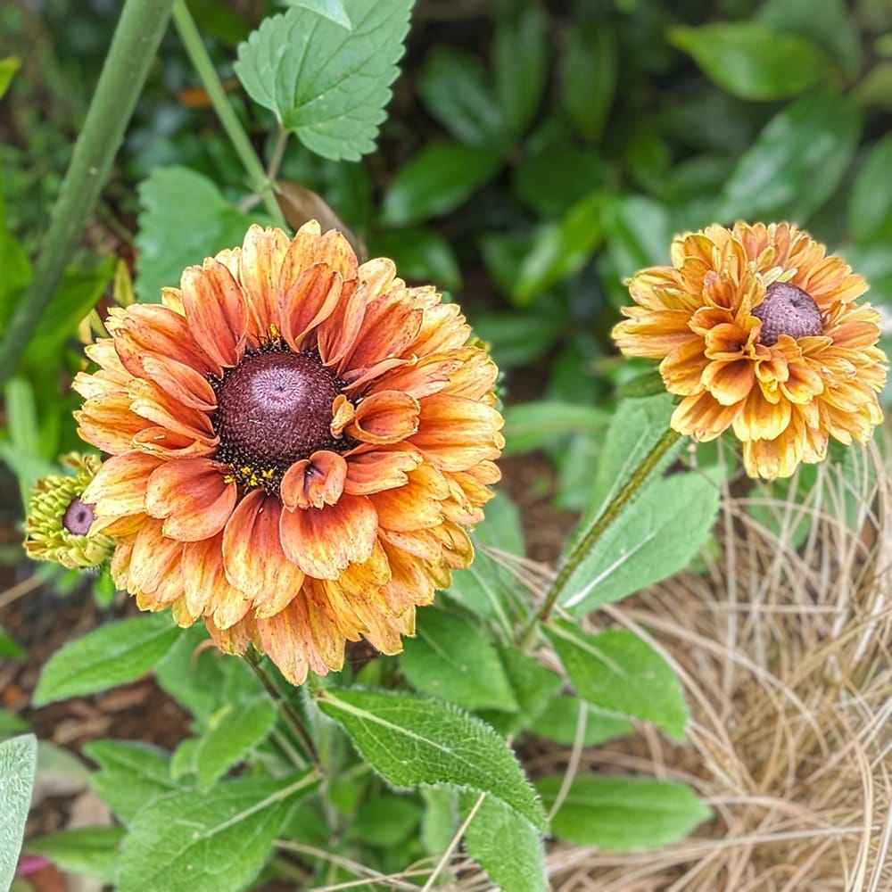 ルドベキア サバンナサンセット 苗 販売 苗木部 By 花ひろばオンライン