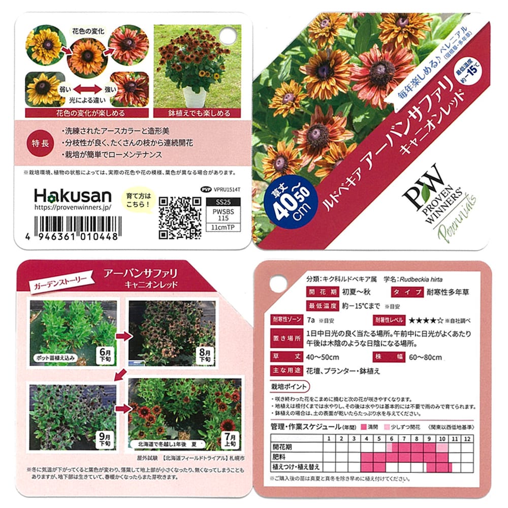 ルドベキア キャニオンレッド 2