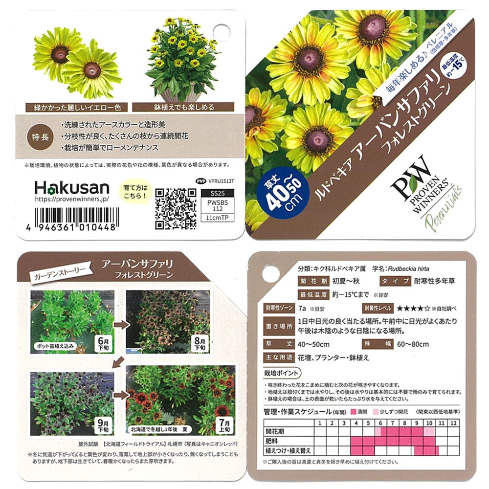 ルドベキア フォレストグリーン 3