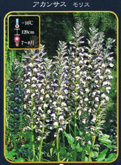   アカンサス モリス　宿根草