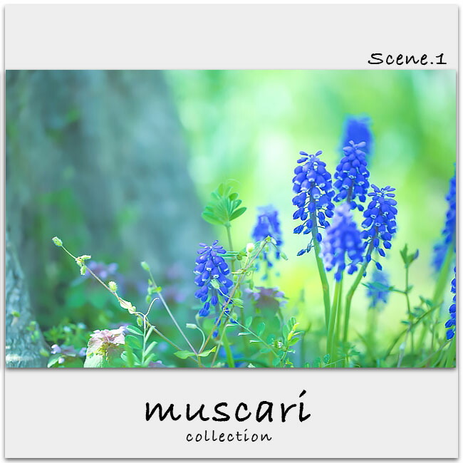 ムスカリ アルメニアカム 