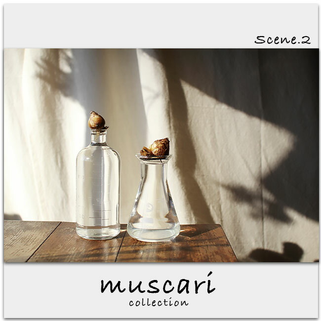 ムスカリ アルメニアカム 