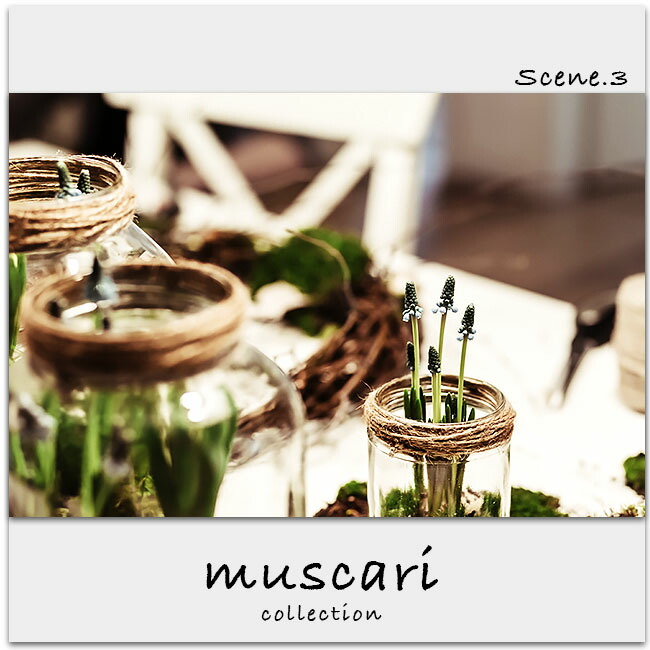 ムスカリ アルメニアカム 